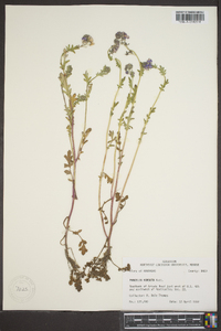 Phacelia hirsuta image