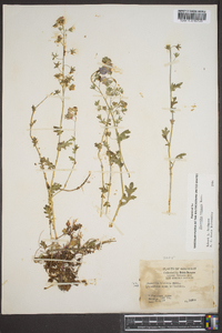 Phacelia hirsuta image