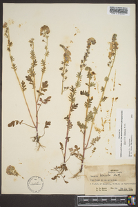 Phacelia hirsuta image