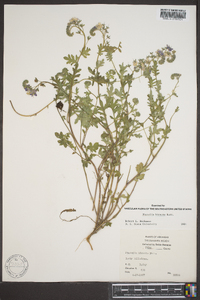 Phacelia hirsuta image