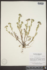 Phacelia hirsuta image