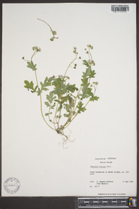 Phacelia hirsuta image