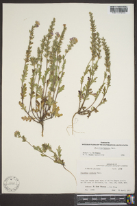 Phacelia hirsuta image