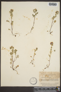 Phacelia hirsuta image