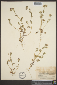 Phacelia hirsuta image