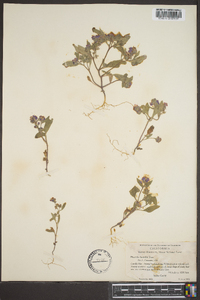 Phacelia humilis image