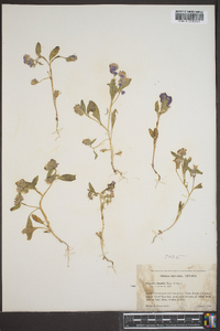 Phacelia humilis image