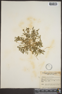 Phacelia ivesiana image