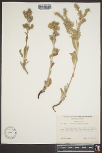 Phacelia leucophylla image