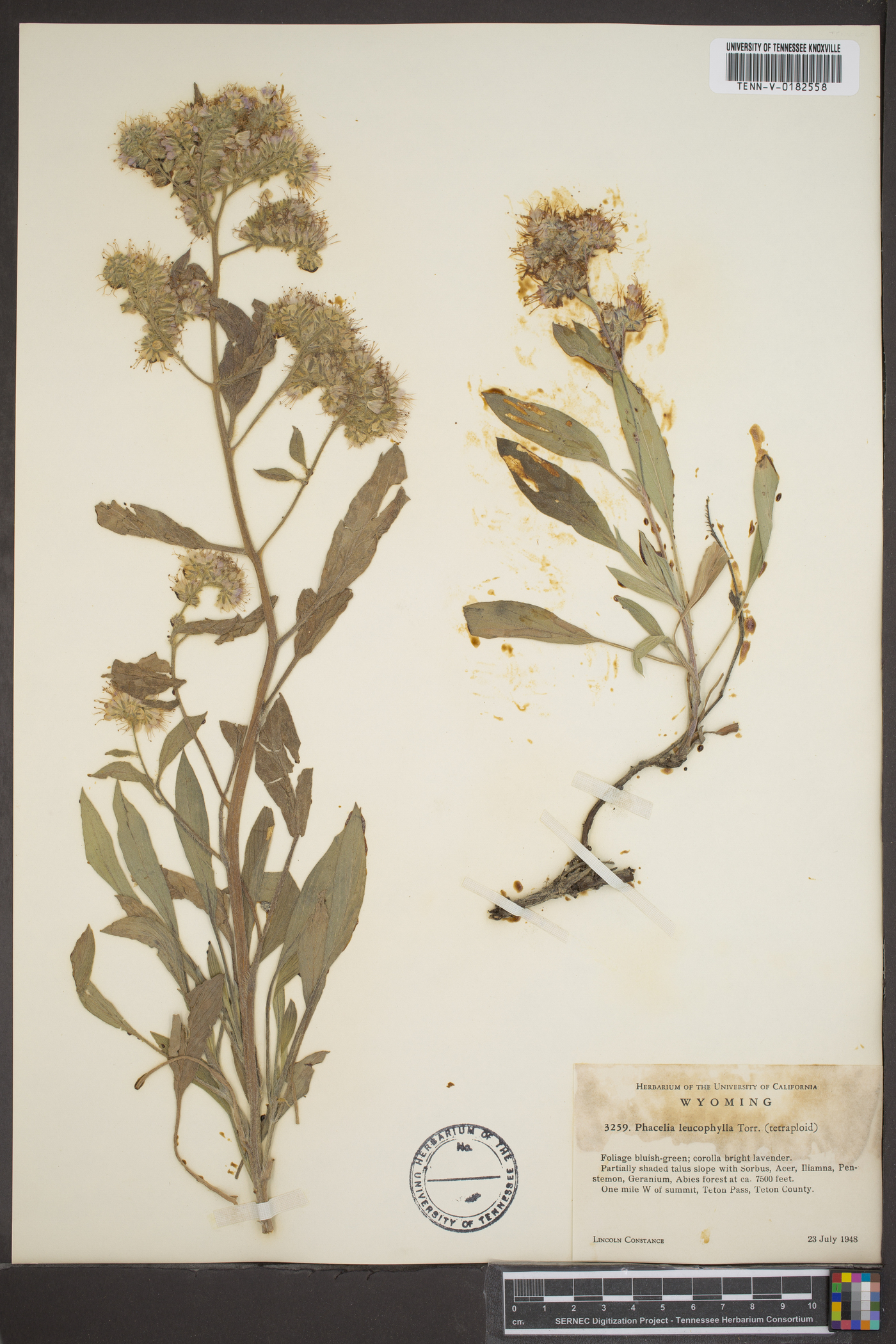 Phacelia leucophylla image