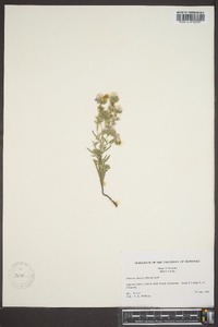 Phacelia linearis image