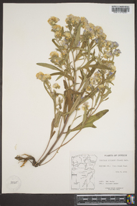 Phacelia linearis image