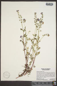 Phacelia maculata image