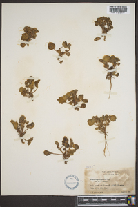 Phacelia pachyphylla image
