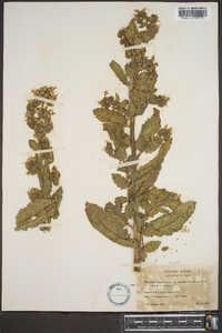 Phacelia palmeri image