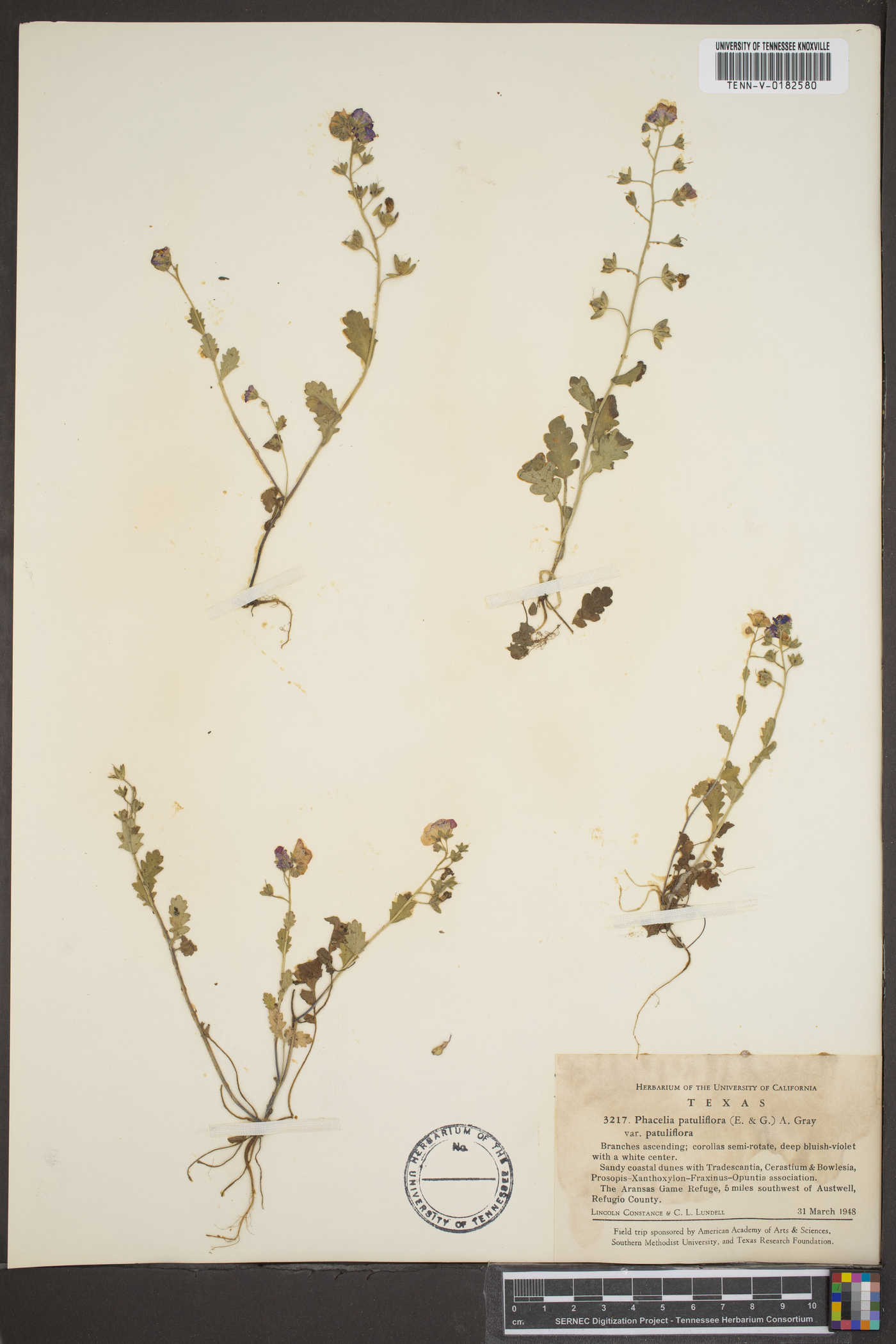 Phacelia patuliflora var. patuliflora image