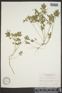 Phacelia ranunculacea image