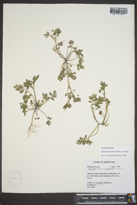 Phacelia ranunculacea image