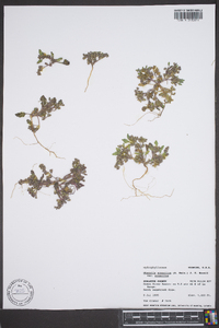 Phacelia scopulina image