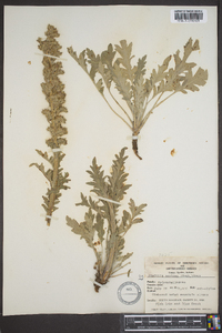 Phacelia sericea image