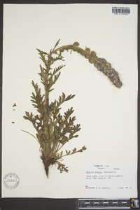 Phacelia sericea image