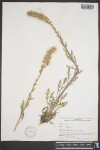 Phacelia sericea image