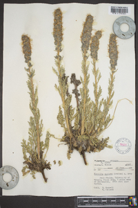 Phacelia sericea image