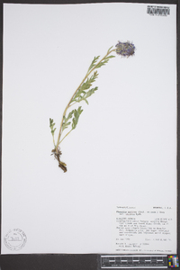 Phacelia sericea image