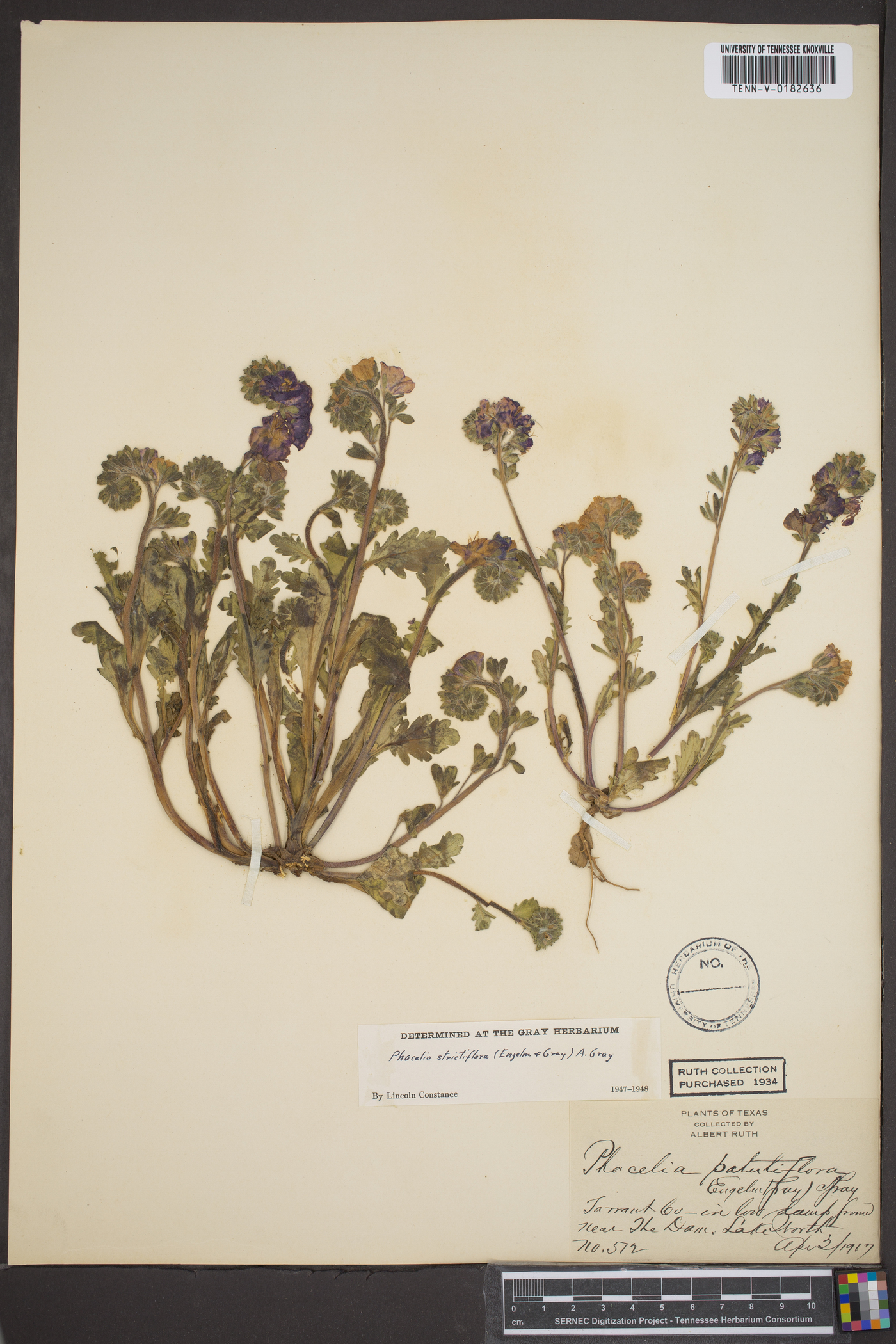 Phacelia strictiflora image