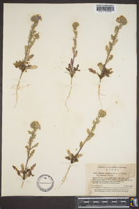 Phacelia strictiflora image