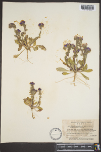 Phacelia strictiflora var. lundelliana image