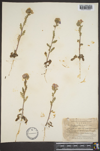 Phacelia strictiflora var. strictiflora image