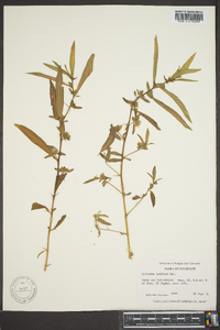 Hydrolea uniflora image