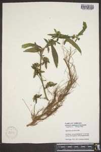 Hydrolea uniflora image