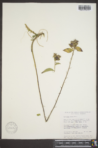 Hydrolea ovata image