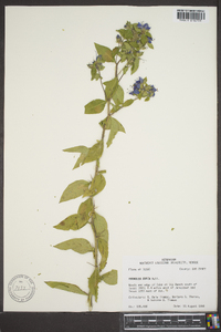 Hydrolea ovata image