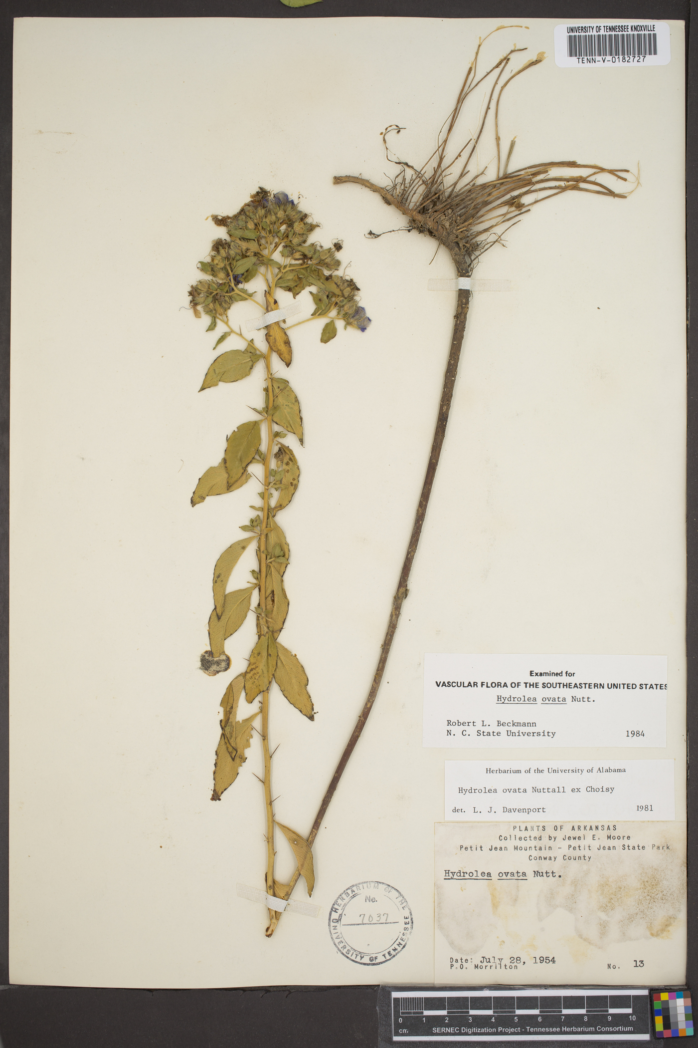 Hydrolea ovata image