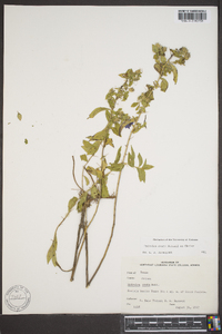 Hydrolea ovata image