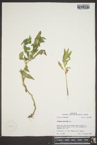 Hydrolea uniflora image