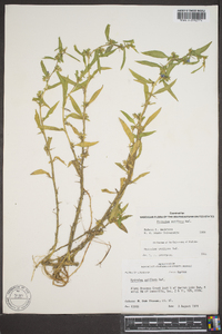 Hydrolea uniflora image