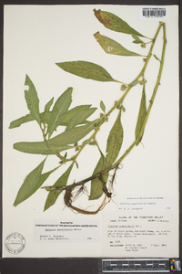 Hydrolea quadrivalvis image