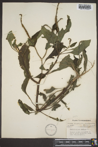 Heliotropium indicum image