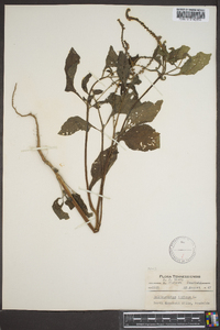 Heliotropium indicum image