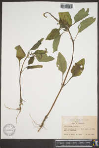 Heliotropium indicum image