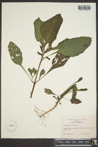 Heliotropium indicum image