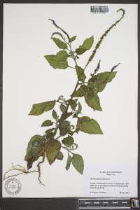 Heliotropium indicum image