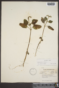 Heliotropium indicum image