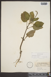 Heliotropium indicum image