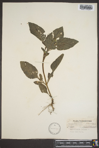 Heliotropium indicum image