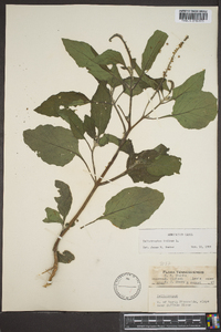 Heliotropium indicum image